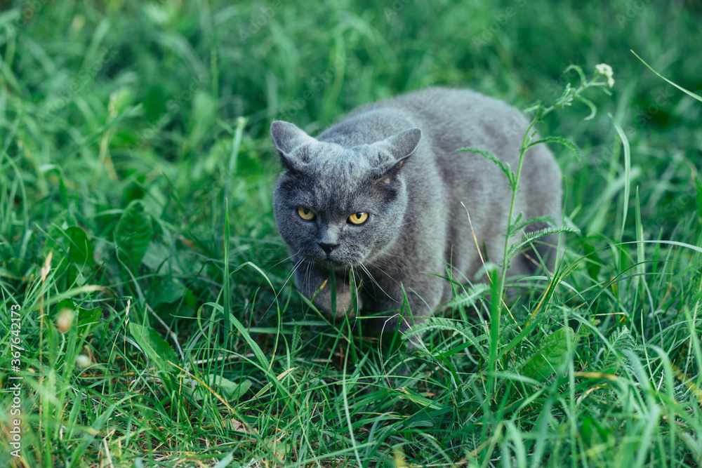 Adult British cat sneaks into green grass