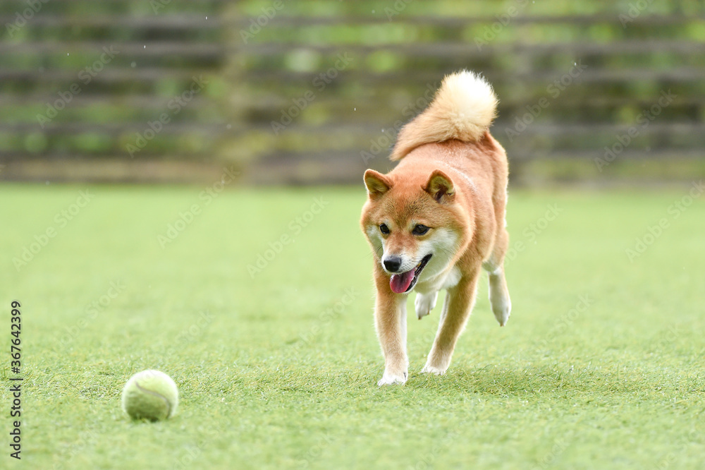 ドッグランでボール遊びをする柴犬