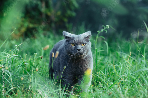 British adult cat presses ears and sneaks in the grass photo