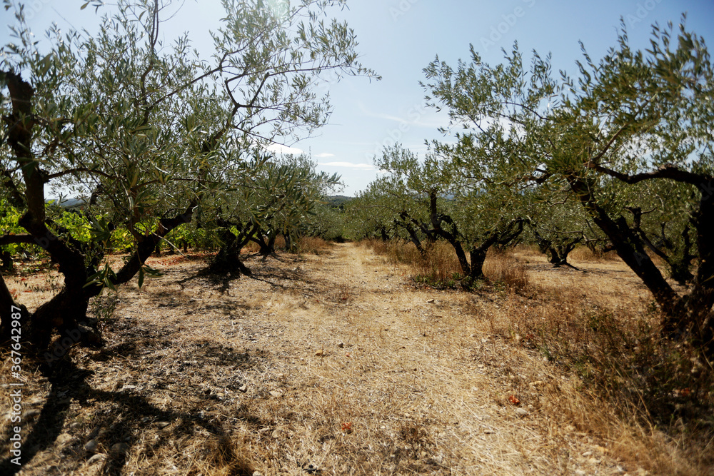 Growing olive trees in the south of France. Olive oil from the south of France
