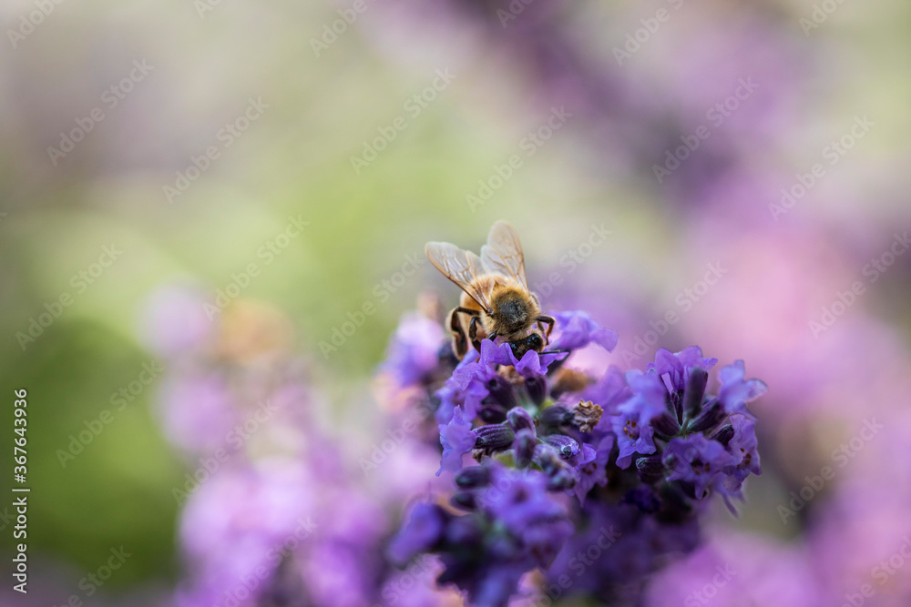 Honey bee on lavender Honey bee on lavender