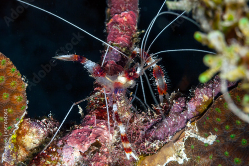 banded coral shrimp ,banded cleaner shrimp