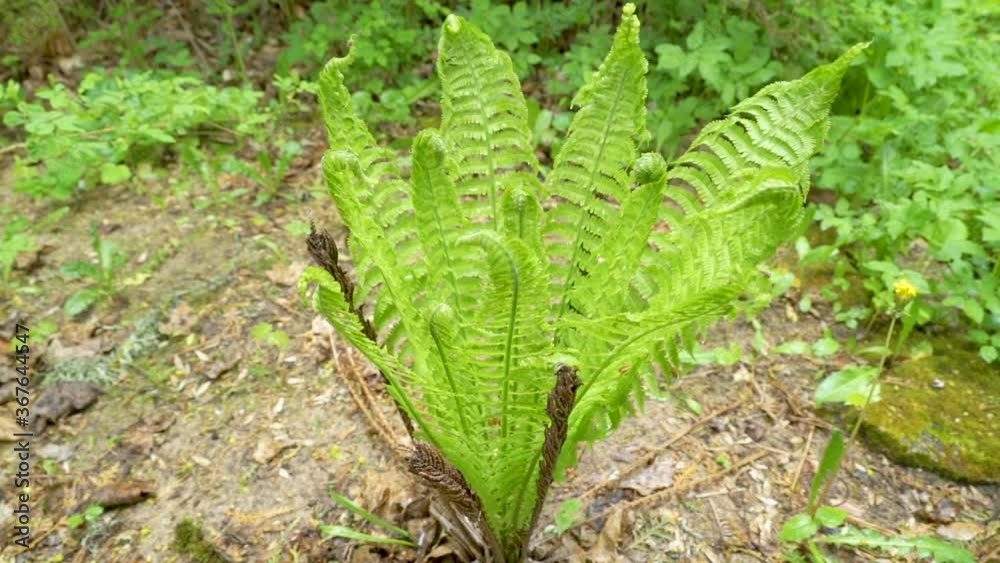 A green fern plant on the forest ground