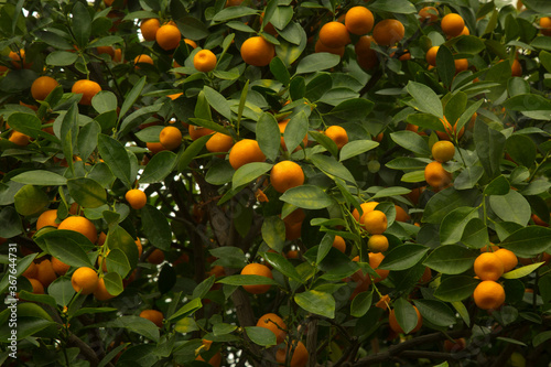 фотографія Calamansi, calamondin or Philippine lime (Citrus × microcarpa).