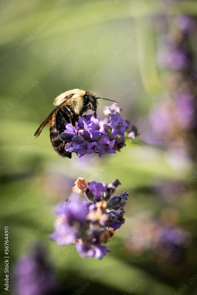 Honey bee on lavender Honey bee on lavender