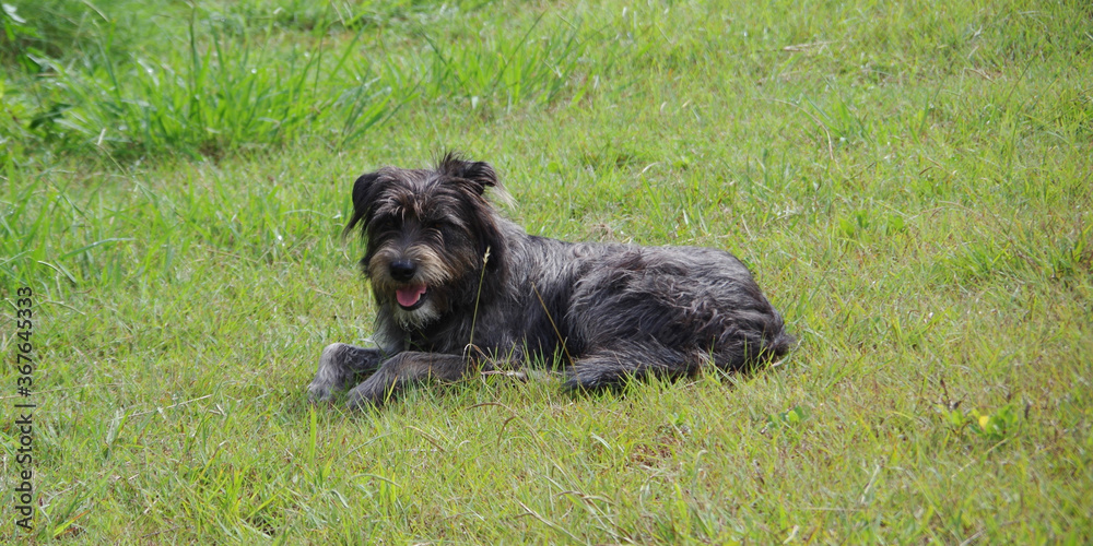 Schnauzer Mix dog laying in the grass Schnauzer Mix dog laying in the grass