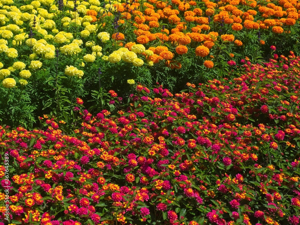 Summer flower bed with blooming yellow, red and orange flowers