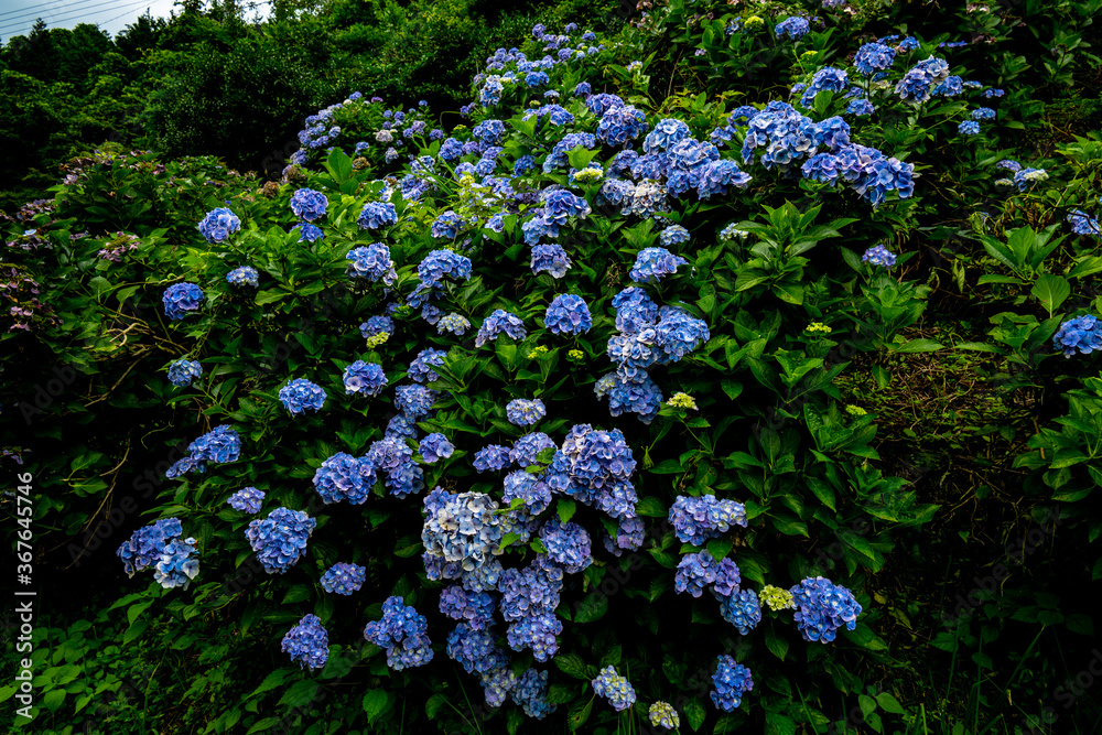 紫陽花