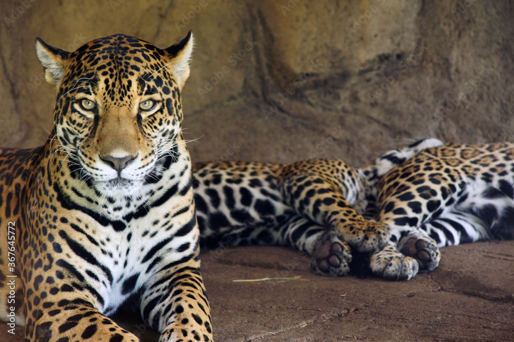 Obraz premium Jaguar in Zoo