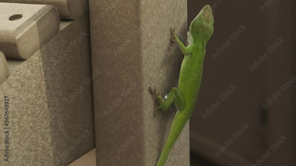 Video „Single small long green gecko lizard clinging, hanging and