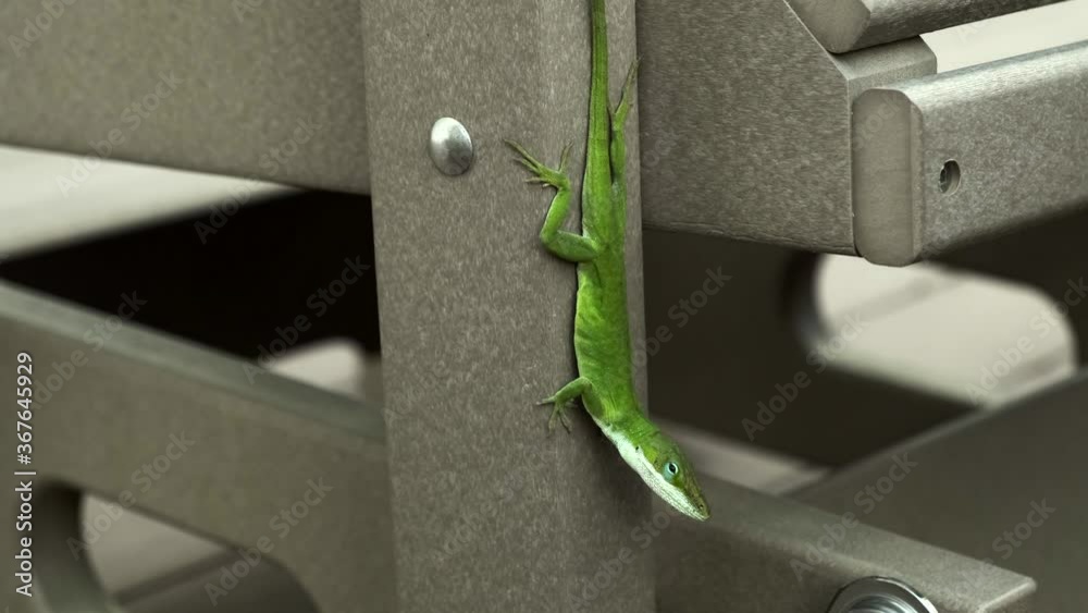 Video „One small green gecko lizard clinging, hanging and vertically