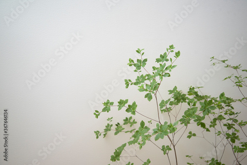 観葉植物　白背景の観葉植物　ドウダンツツジ　部屋　室内　自然光　ナチュラル　インテリアグリーン　余白　ホワイトスペース　コピースペース　文字スペース　枝　美しい　白壁　グラフィック素材　グラフィック背景　背景　壁紙　背景素材　素材　写真