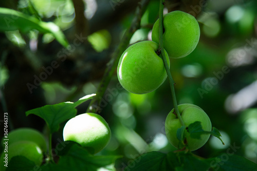 Green plum fruit in the sunshine