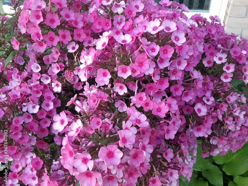 pink hydrangea flowers