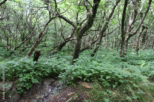 moss covered tree