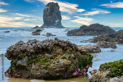 Billede på lærred Oregon Coastline at Tide Pools and Rock Monoliths at Cannon Beach