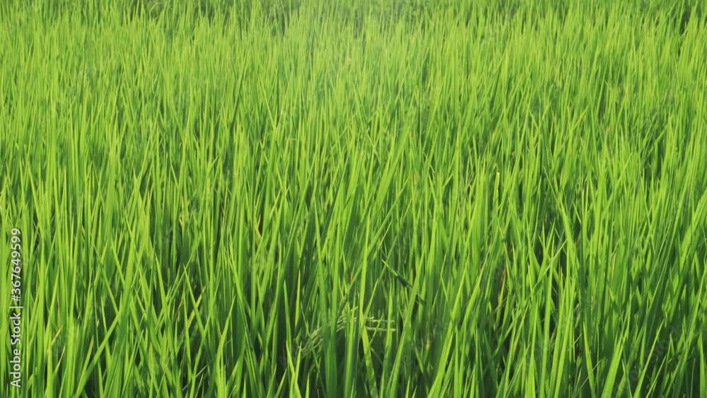 Close-up green rice field swaying in the wind. Young paddy rice swing by the wind. slow motion. Close-up green rice field swaying in the wind. Young paddy rice swing by the wind. slow motion.