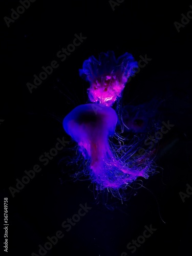 Photo of luminescent jelly fish. 