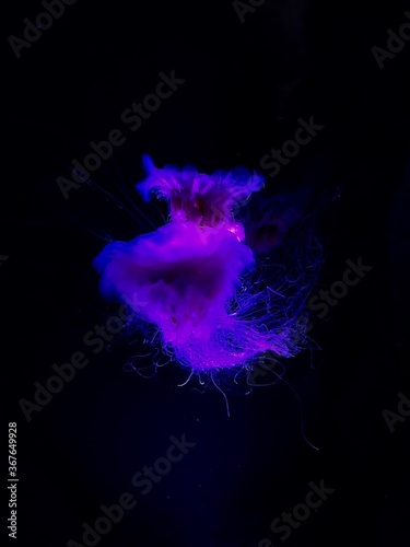 Luminescent jelly fish 
