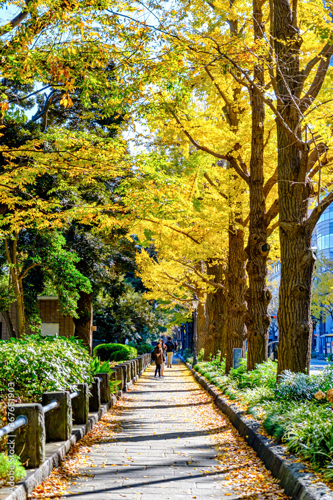 【横浜 山下公園付近】イチョウの並木道