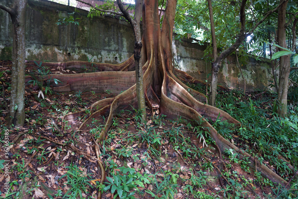 Fototapeta premium Buttress Roots with Wall