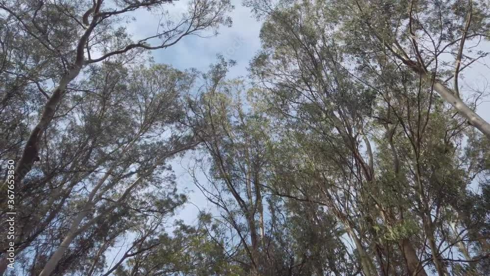 Birch trees crowns against the blue sky. The view from the bottom up Birch trees crowns against the blue sky. The view from the bottom up