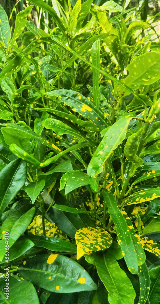 Fototapeta premium close up of green and yellow leaves