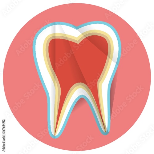 tooth anatomy