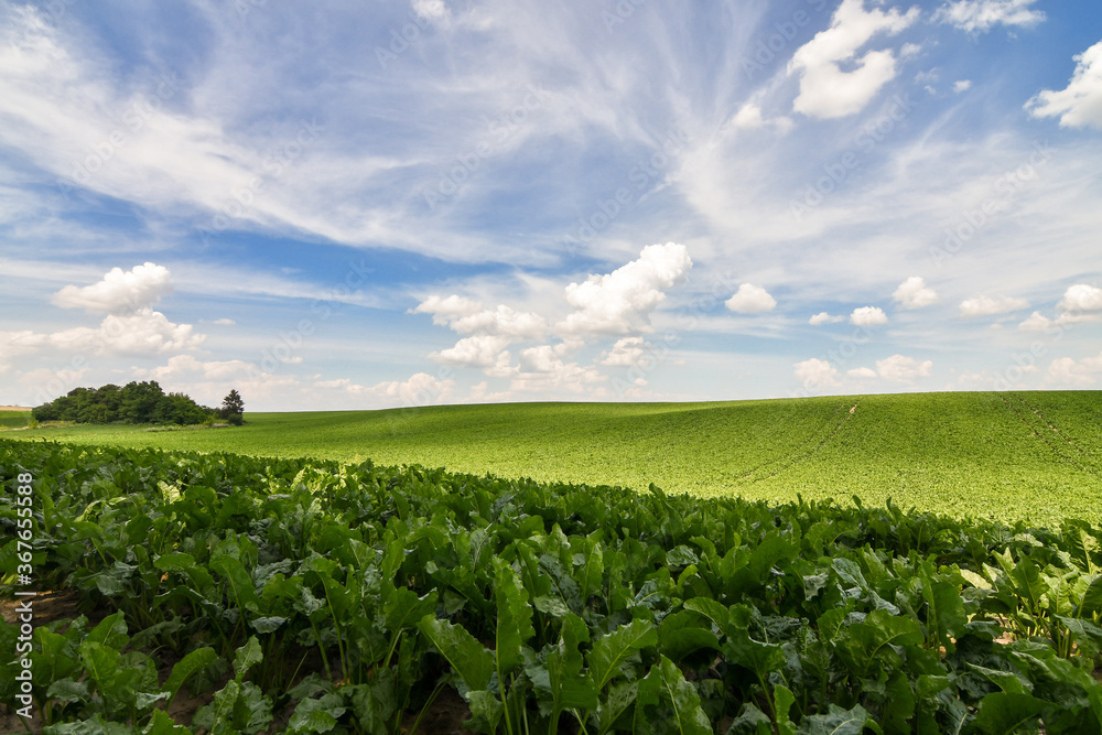 Endless green field of sweet sugar beet growing with blue sky background