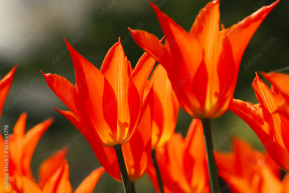 red and yellow tulip