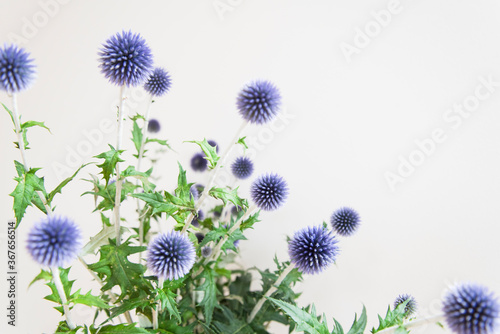 青いアザミのクローズアップ アップ 花 植物 青 紫 余白 コピースペース ホワイトスペース 文字スペース 白背景 白壁 室内 サイド光 明るい 背景素材 背景 グラフィック素材 グラフィック背景