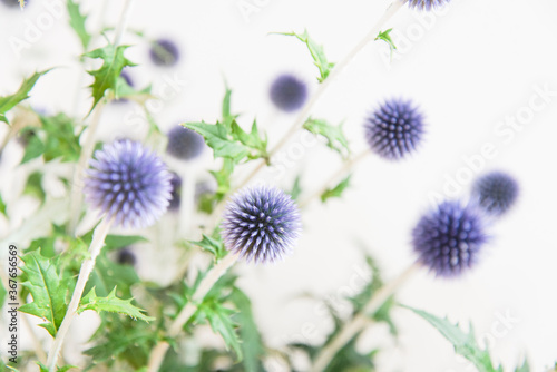 ルリタマアザミのクローズアップ 白背景 夏の花 青い花 部屋 室内 飾る 背景素材 グラフィック素材 コピースペース ホワイトスペース 余白 美しい 美しさ 夏 季節 室内 部屋 空間 白い壁