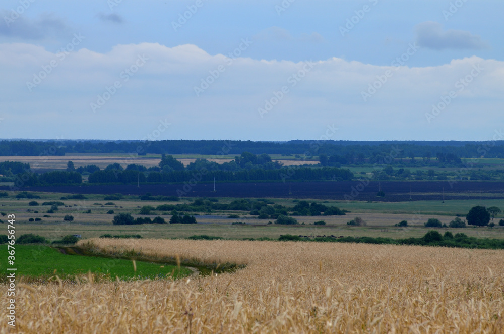 field of wheat along a rural road, away on the horizon of the village