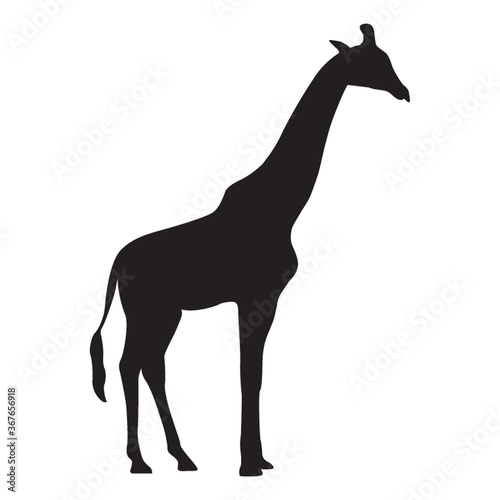 silhouette of giraffe