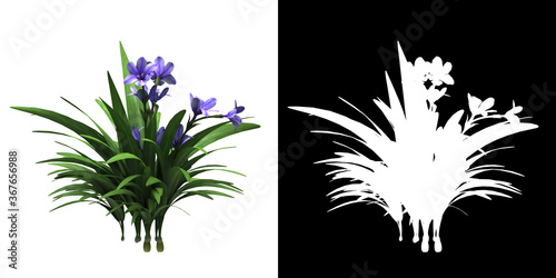 Left view of floral plant (Babiana) png with alpha channel to cutout 3D rendering photo