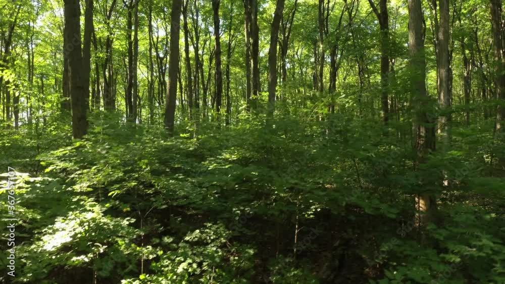 Very tall broadleaf deciduous trees seen by drone flying sideways within forest Very tall broadleaf deciduous trees seen by drone flying sideways within forest