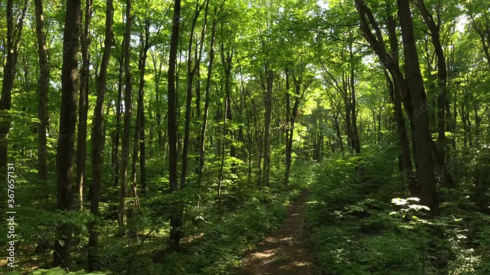 Beautiful trailside of a forest in typical North American landscape seen by drone Beautiful trailside of a forest in typical North American landscape seen by drone