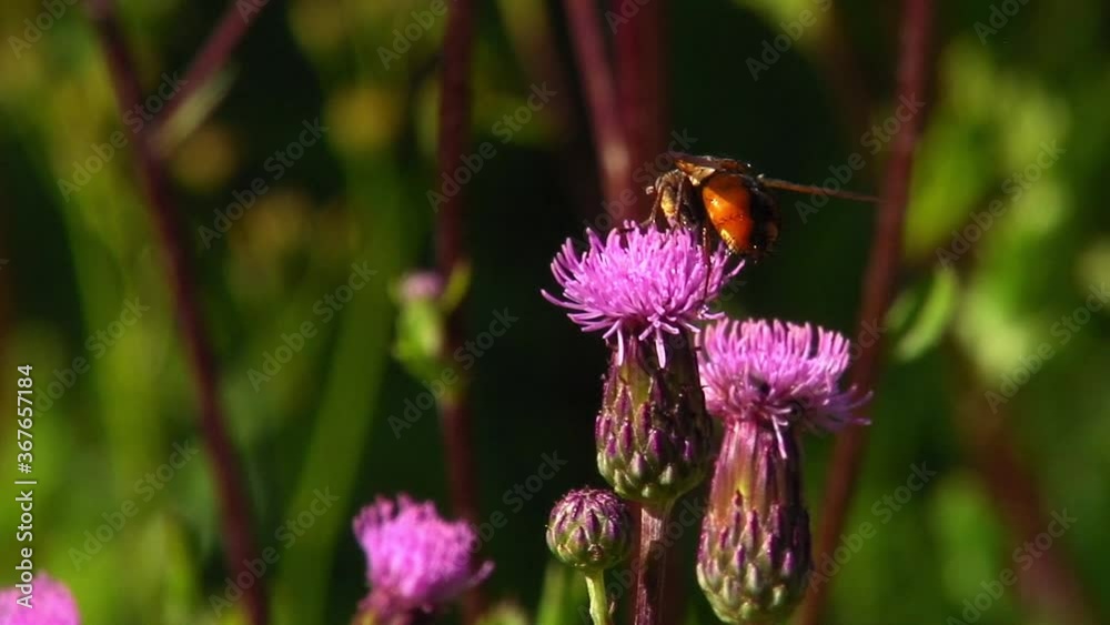 Tachinid Flies (Tachina fera) Fighting For Nectar, On A Creeping Thistle Tachinid Flies (Tachina fera) Fighting For Nectar, On A Creeping Thistle
