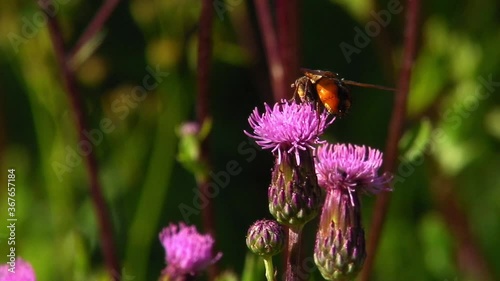 Tachinid Flies (Tachina fera) Fighting For Nectar, On A Creeping Thistle photo