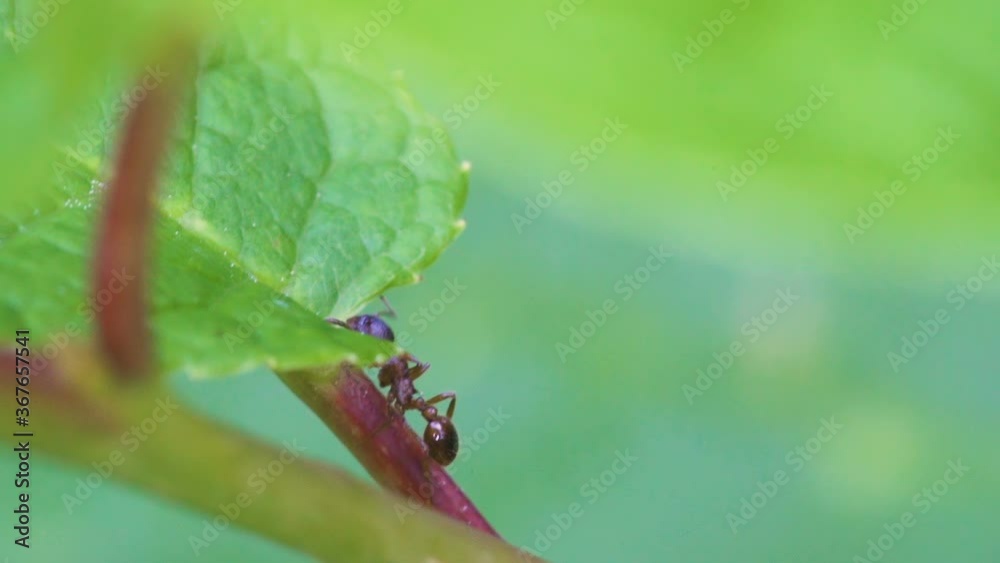 A crawling red ants on the stem of the plant A crawling red ants on the stem of the plant