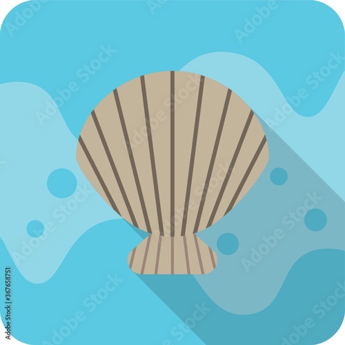 scallops shell
