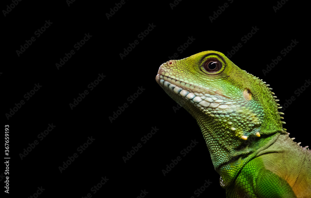 Close up shot of a green iguana on a black background.