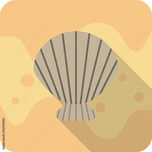scallops shell