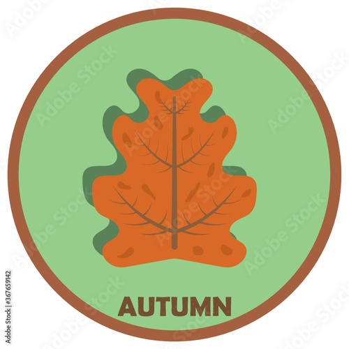 autumn maple leaf