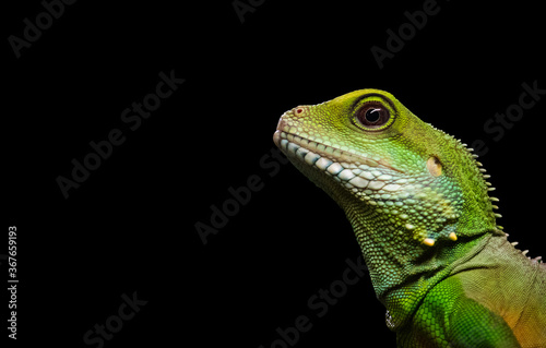 Close up shot of a green iguana on a black background.