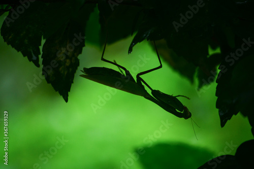Praying mantis sitting hidden under leaves. Silhouette photography.