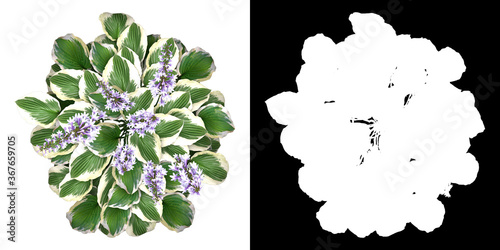 Top view of floral plant (Hosta Fortunei) png with alpha channel to cutout 3D rendering