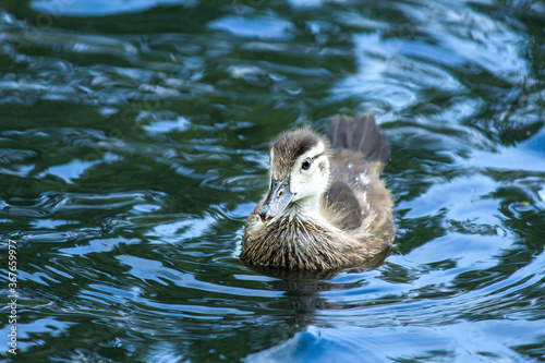 Baby wood duck in water