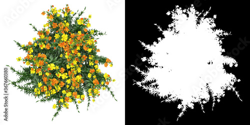 Fotografie Top view of floral plant (Lilium) png with alpha channel to cutout 3D rendering
