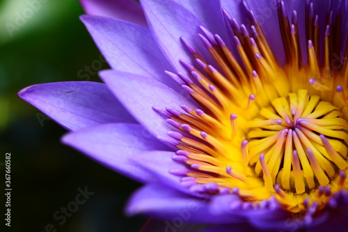 Blue waterlily closeup photograph.